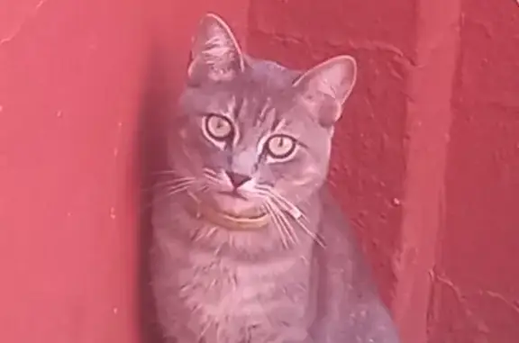 ¡Perdido! Gato Gris con Collar Amarillo en Benacazón