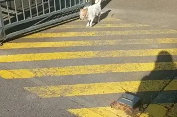 Chien trouvé Thionville, photo: Chien trouvé près du centre des Capucins