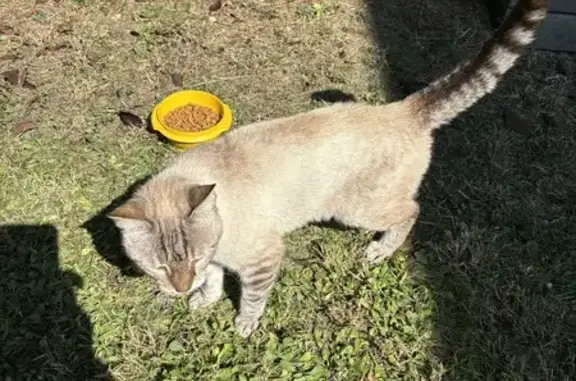 Chatte siamoise trouvée, Rue des Nouillons, Lessy - photo