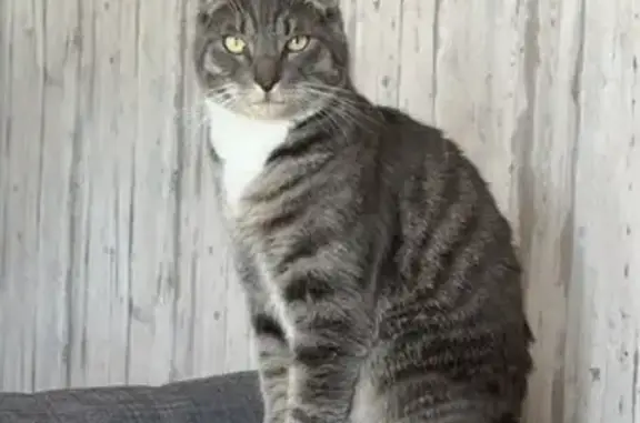 Animaux perdus Avoine, photo: Chat sociable Neko disparu à Avoine
