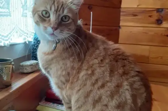 Chat perdu, Lourdes, photo: Chat tigré roux et blanc perdu à Lourdes