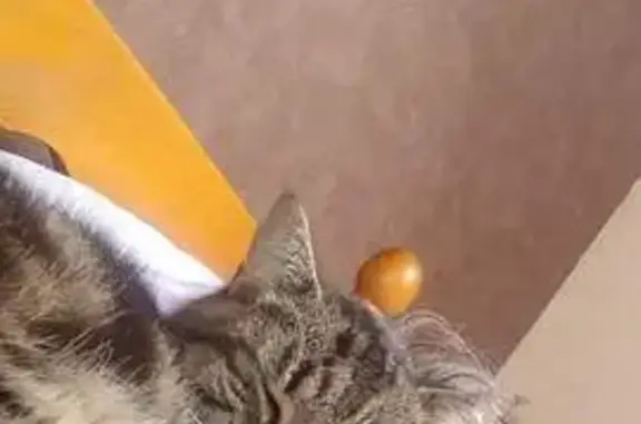 Animaux perdus Orléans, photo: Chatte Kyara disparue à Orléans, aide svp