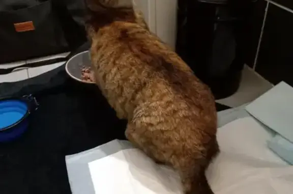Chatte cendrée trouvée à Bagneux, non pucée - photo
