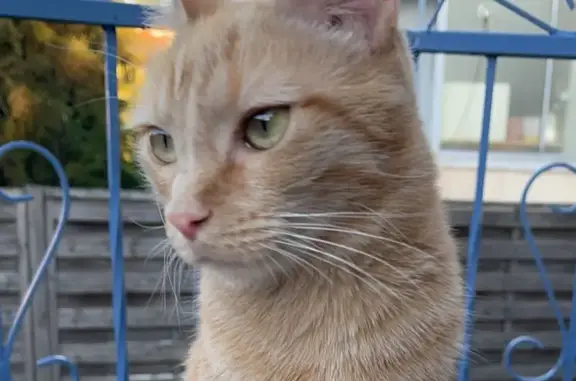 Chat perdu, Vaulx-en-Velin, photo: Chatte rousse disparue à Vaulx-en-Velin