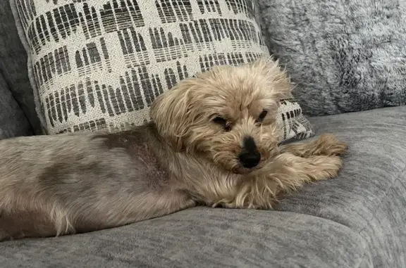 Lost Yorkie-Poo on Aachen St - Help Find Her!