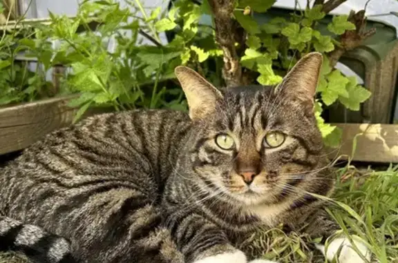 Chat craintif disparu : collier rose fuchsia - photo