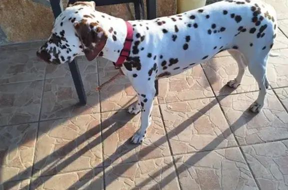 Jeune dalmatienne trouvée à Uchizy - photo
