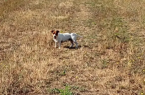 Jack, petit chien perdu à Houlette - photo
