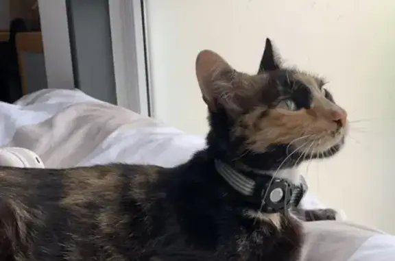 Chat tricolore Tokyo trouvé, sans réponse propriétaire - photo