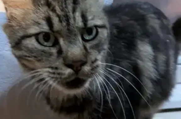 Chat trouvé Rochefort, photo: Chat errant trouvé, gentil et bruyant
