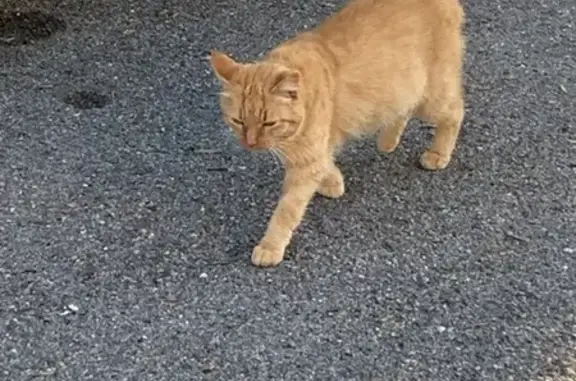 Chat roux trouvé, rue du Marchil, Saint-Chef - photo
