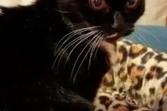 Animaux perdus Yffiniac, photo: Chatte âgée disparue à Yffiniac