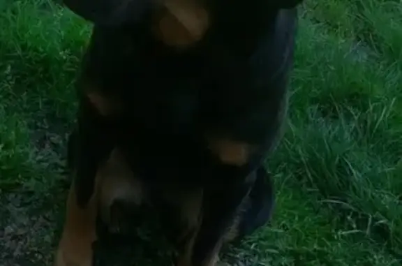 Animaux perdus Pleine-Fougères, photo: Chienne croisée Beauceron perdue à Pleine-Fougères