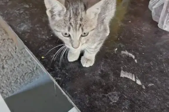 Chat trouvé Rue du Général de Gaulle, Baignes - photo