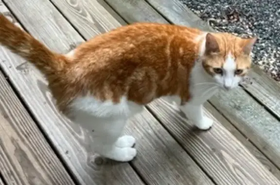 Missing: Friendly Orange & White Cat Velcro