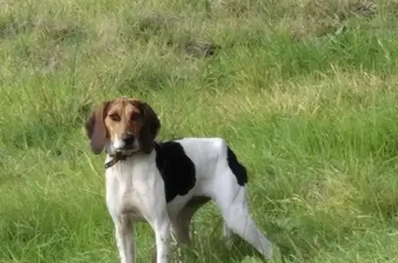 Beagle tricolore trouvé Route des Brulades - photo