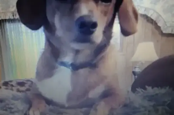 Missing Dachshund: Help Find Our Beloved Pet