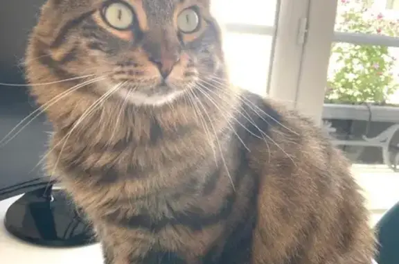 Animaux perdus Paris, photo: Chat norvégien 4 ans perdu, Place d'Anvers