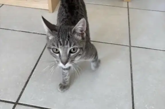 Chat trouvé Allée des Serres, Saint-Laurent - photo