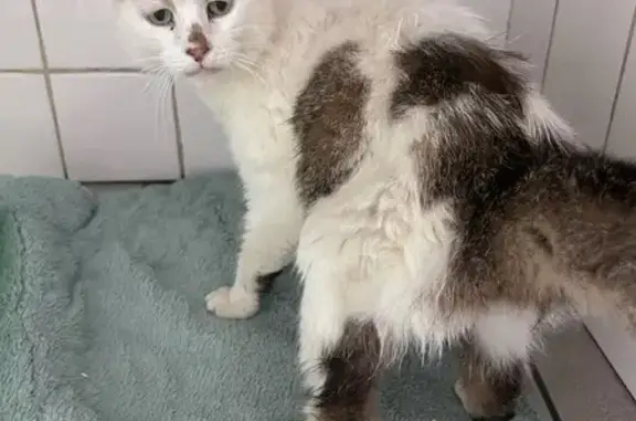 Chat trouvé , photo: Chat mâle castré trouvé, blanc tigré, maigre