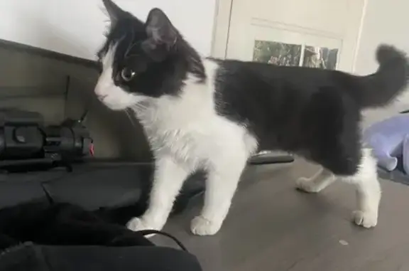 Jeune chat noir et blanc trouvé au Pouzin - photo