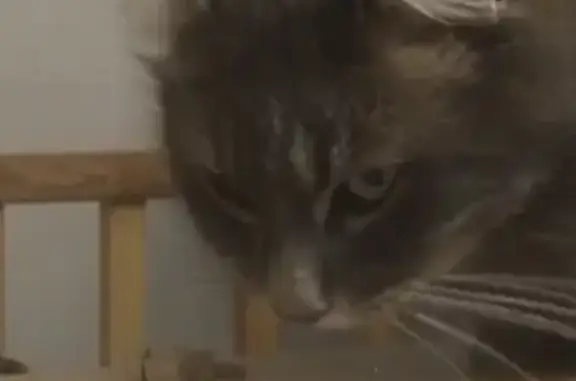 Chat perdu, Thaon-les-Vosges, photo: Chat sociable perdu à Thaon-les-Vosges