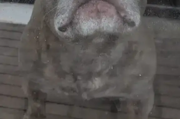 Lost Dog in Woodley, England - Help Find