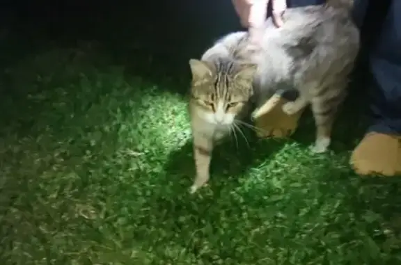 Chatte trouvée amaigrie, queue cassée Puiseaux - photo