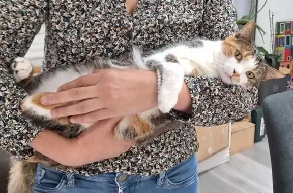 Chatte tricolore d'un an perdue à Fougères - photo