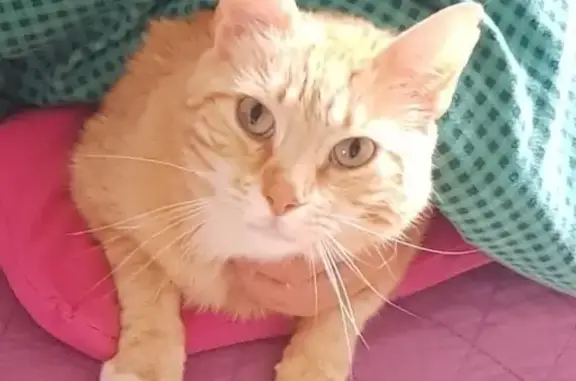 Chat roux disparu à Aubenas, aide recherchée 🙏 - photo