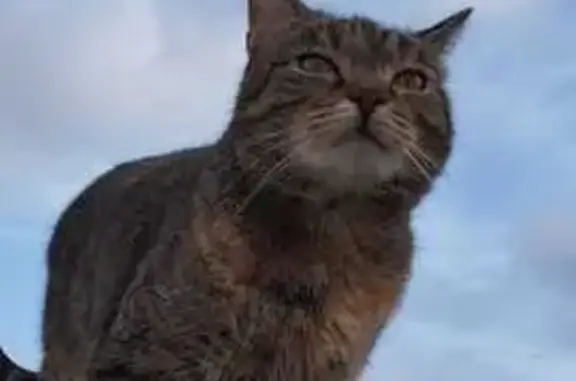 Chatte perdue, tâche rousse, Rue des Lilas - photo