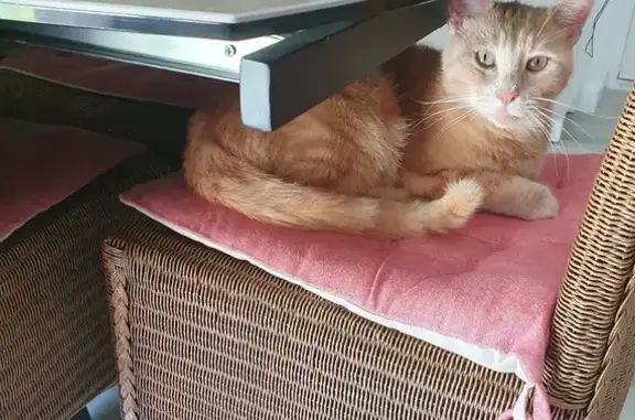 Chat roux clair trouvé, cherche propriétaire - photo