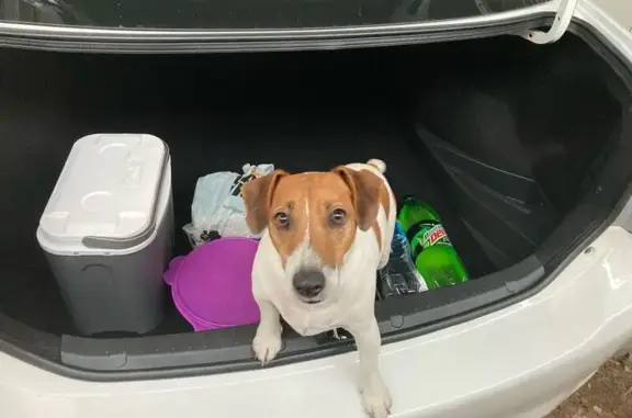 Lost Jack Russell: White & Brown, Vanderbijlpark