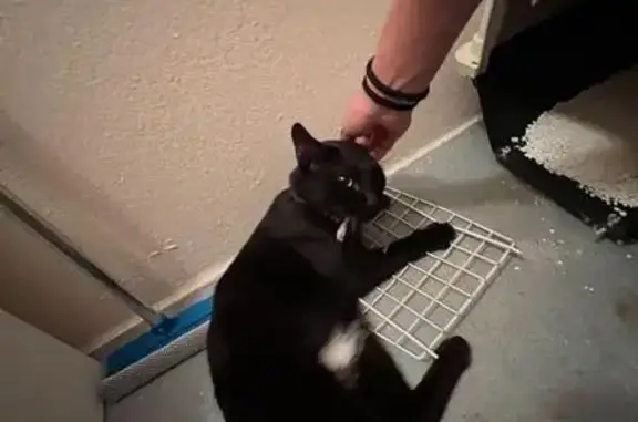 Chat trouvé avec collier rouge près Halle Garnier - photo
