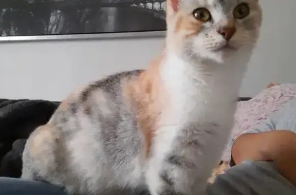 Animaux perdus , photo: Perle, chatte écailles de tortue disparue