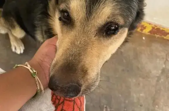 Perro Perdido: Lobo, Pastor Alemán Mayor