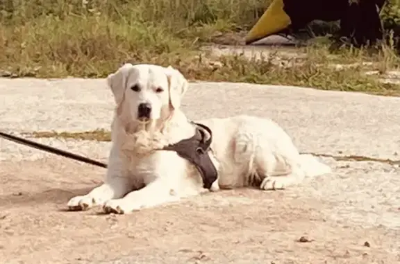 Chien trouvé Messimy, photo: Chien mâle Golden retriever trouvé à Messimy