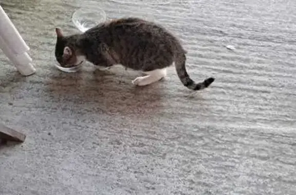 Chat affectueux trouvé, 6 mois, Palluel - photo