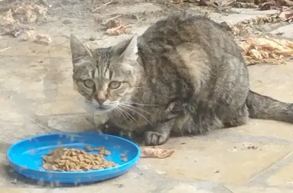 Chat trouvé Marmande, photo: Chat craintif trouvé, Rue d'Onzac, Marmande
