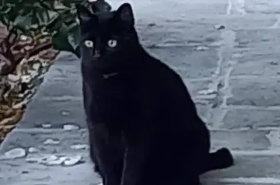 Animaux perdus Bons-en-Chablais, photo: Gros chat noir Junior perdu à Bons-en-Chablais