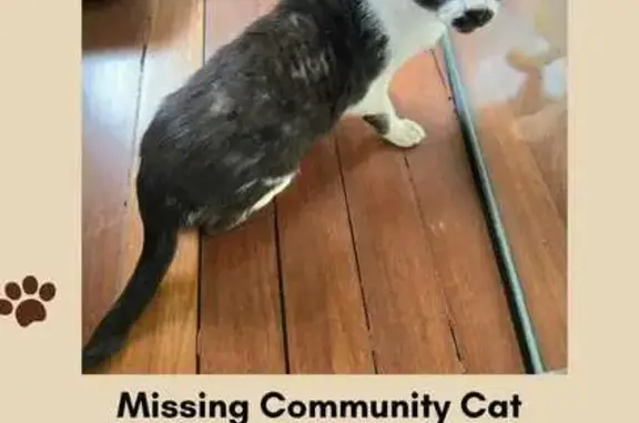 Missing Black & White Cat in Tampines