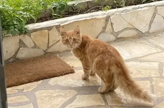 Jeune chat trouvé à Boeil-Bezing - photo