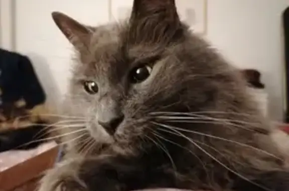 Chat gris Maxou perdu, louche, Castres - photo