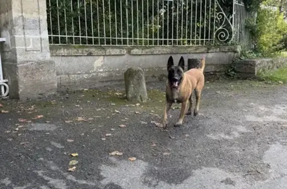 Chien Malinois mâle trouvé à Colombiers-sur-Seulles - photo