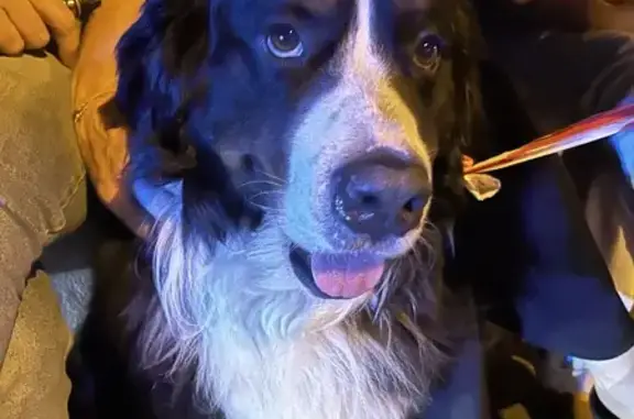 Saint Bernard trouvé, emmené par police à Bayonne - photo