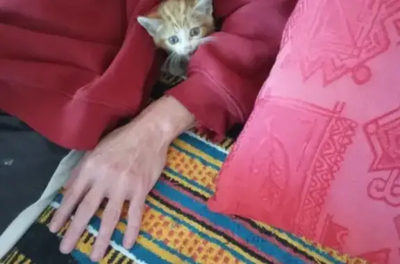 Chaton trouvé dans moteur à Gleizé - photo