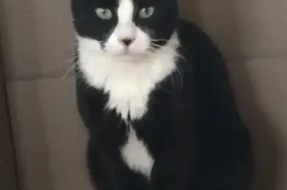 Chat perdu, , photo: Chat noir et blanc perdu à Mesnils-sur-Iton