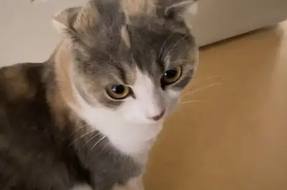Chatte Cassie perdue à Plobsheim - photo
