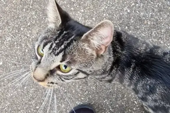 Chat mâle tigré trouvé, câlin, Benfeld - photo