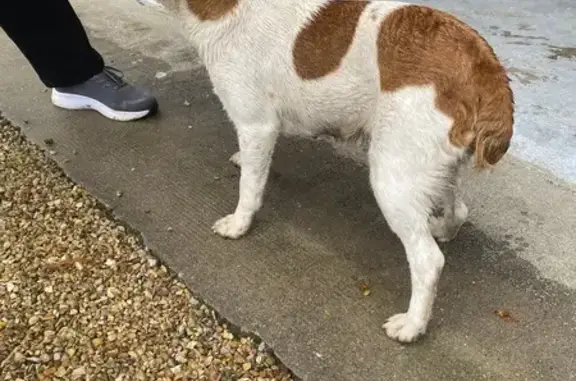 Chien trouvé , photo: Chienne marron et blanche trouvée en Centre-Val